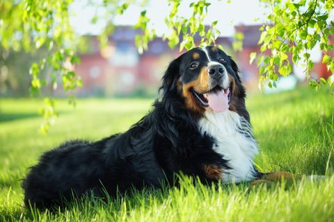 Seekor anjing gunung bernese di atas rumput