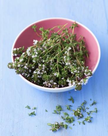 thyme segar dengan daun