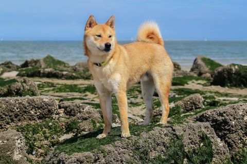 Anjing Shiba Inu berdiri di tepi pantai