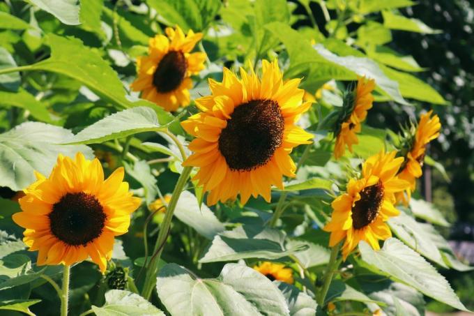 bunga matahari mekar cerah yang indah di hari musim panas yang cerah