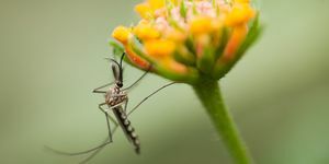cara mengusir nyamuk di kebun