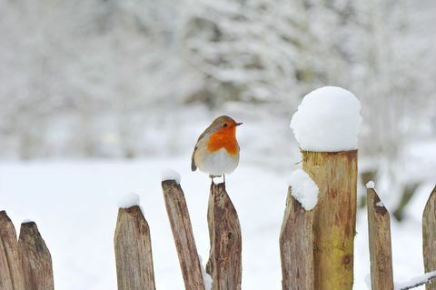 Robin Eropa, Erithacus rubecula atau Robin Red breast bertengger di pagar kayu di salju