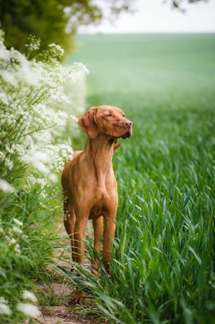 vizsla hungaria