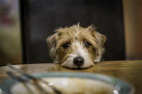 anjing mengemis di meja