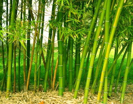 bambu hijau terang