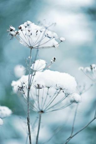 bunga renda ratu anne yang tertutup salju juga dikenal sebagai daucus carota di taman musim dingin
