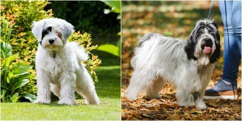 seekor terrier Tibet sebagai orang dewasa dan anak anjing