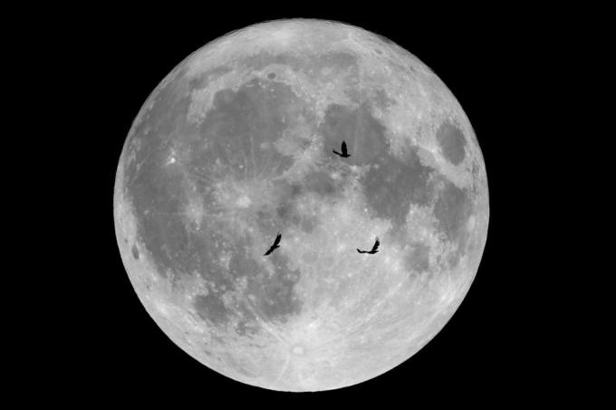 bulan purnama Oktober 2019 dan burung gagak