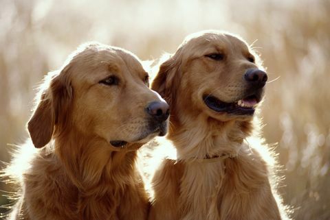 anjing golden retriever