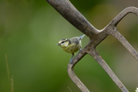 tit biru parus caeruleus, remaja, bertengger di taman garpu co durham juli