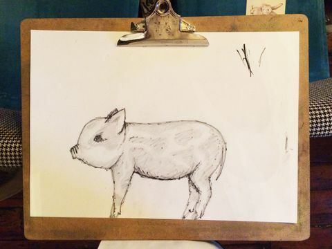 kelas menggambar babi