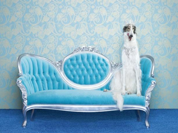 borzoi canis lupus familiaris di sofa