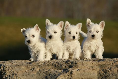 Anak anjing terrier dataran tinggi barat