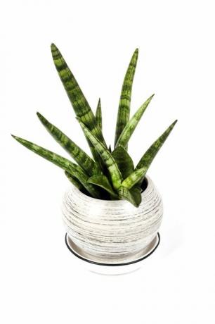 sansevieria cylindrica dalam pot