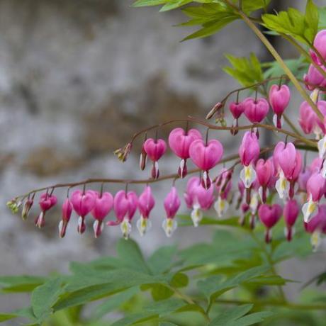 Jantung berdarah (Dicentra spectabilis), April