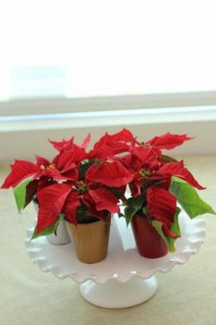 Poinsettia Mini, 12 bungkus