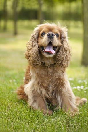 cocker spaniel