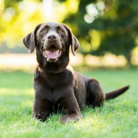 labrador retriever