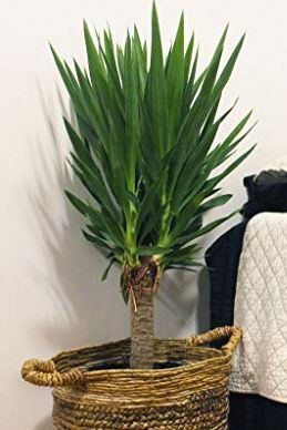 Tanaman Yucca, Pot 6 inci