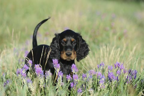 gordon setter puppy, sundal, di padang bunga, jerman