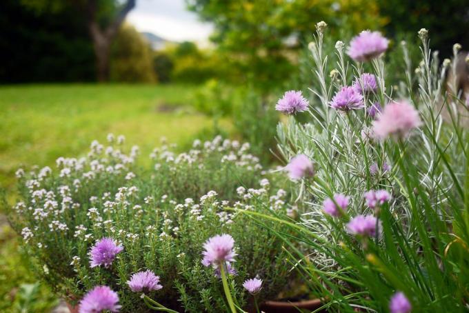 kebun herbal dengan bunga lokio dan thyme