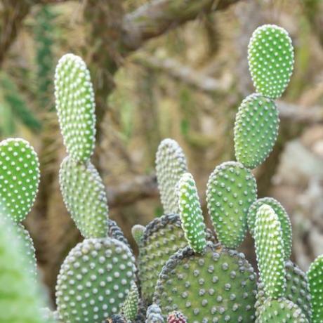 opuntia microdasys albida kaktus di taman kaktus, juga disebut sayap malaikat, kaktus telinga kelinci, kaktus kelinci atau kaktus polka dot