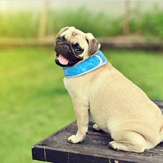 Nobleza cool dog collar |Paket 2|, dog cool bandana chill out, dog cool collar, Ajustable and Breathable Summer dog collar cool, Dog Ice Scarf Blue M, Cocok untuk Leher dari 40cm hingga 54 cm