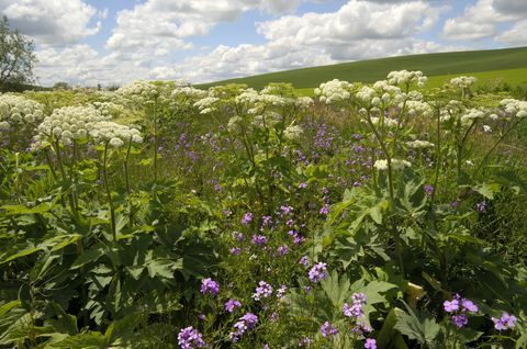 Hogweed