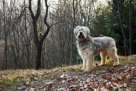 Bergamasco anjing gembala dalam sikap waspada