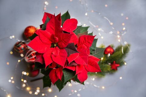 bunga poinsettia merah dan pengaturan natal yang meriah dengan karangan bunga berkilau di latar belakang abu-abu tampilan atas, ruang fotokopi