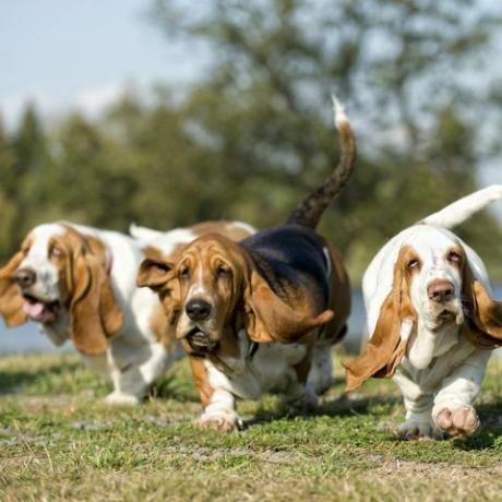 anjing basset hound