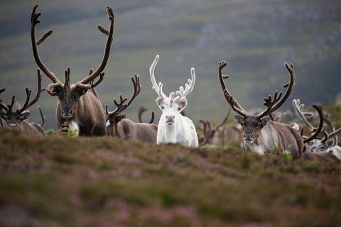 rusa kutub scotland