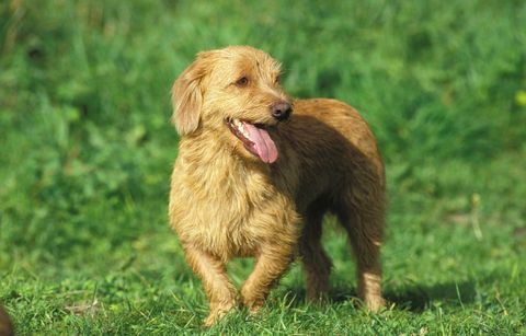 brittaby fawn basset dog atau basset fauve de bretagne, dewasa berdiri di atas rumput