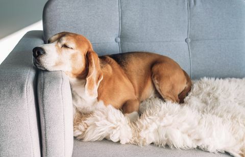 beagle tidur di sofa yang nyaman
