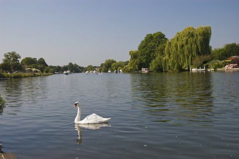 Swan on River Thames di Walton-on-Thames, Surrey, pada hari yang cerah dengan langit biru