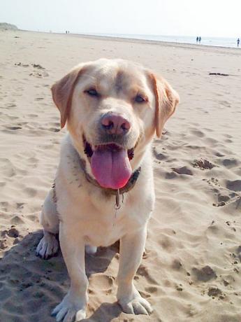 Kekar ​​si Labrador di pantai