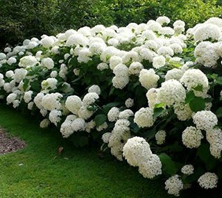 Annabelle Smooth Hydrangea Arborescens