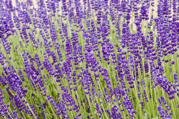 lavandula angustifolia hidcote