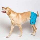 Kove Mate Dog Swim Trunks dalam Cyan Blue