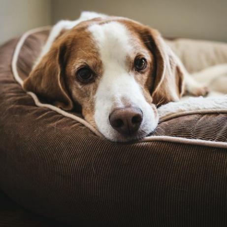 satu ruangan yang tidak boleh ditinggali anjing Anda sendirian, menurut sebuah penelitian baru