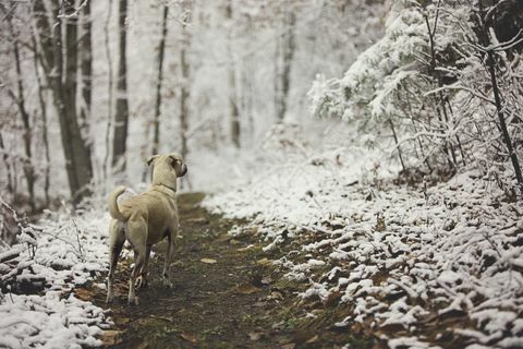 Anjing di jalan bersalju