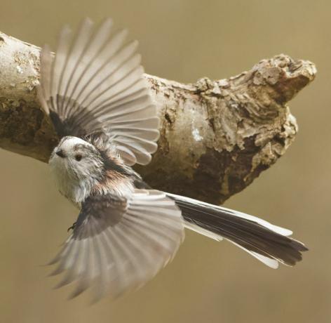 satwa liar taman fotografi burung