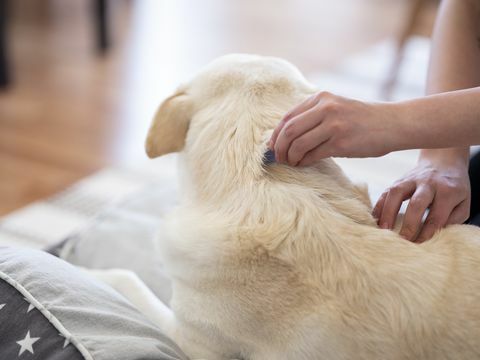 tetes tetes anjing dari kutu dan kutu diambil melalui kamera format medium