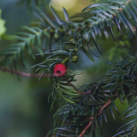 beri merah tergantung di pohon yew