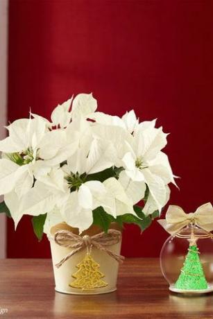 Poinsettia Putih dengan Ornamen