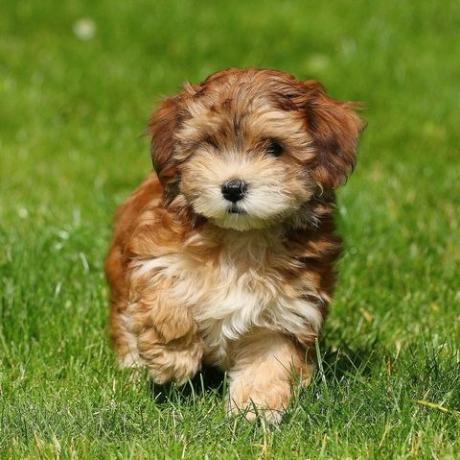 havanese