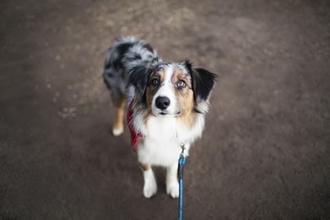 Tampilan sudut tinggi Australian Shepherd berdiri di jalan