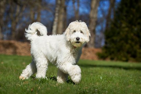 Anjing Labradoodle di alam terbuka