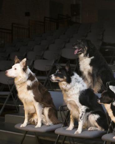 sekelompok anjing di teater