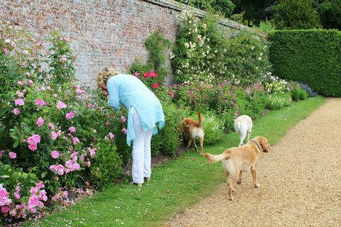 lady carnarvon labradors highclere castle rose garden